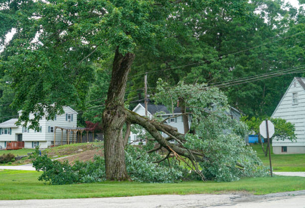 Best Arborist Services Near Me  in USA